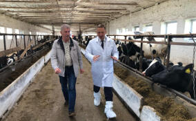 Ветеринаров Ленобласти поздравили с профессиональным праздником