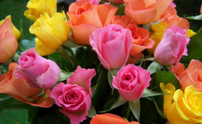 Жителям Ленобласти дали советы по выбору цветов к 1 сентября