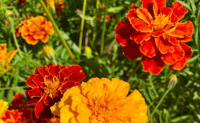 Александр Дрозденко пожелал юным ленинградцам яркого учебного года