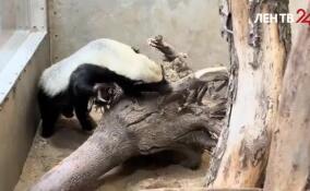 Каждый первоклассник Ленобласти получит бесплатный билет в зоопарк «Шишки на Лампушке»