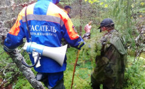 Спасатели нашли заплутавшего в лесу у Пупышево пожилого мужчину