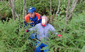 Спасатели и добровольцы в Приозерском районе искали заплутавшую женщину