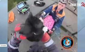 В Гатчине спасли кота-диггера