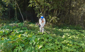 В заказниках Ленобласти идет борьба с борщевиком