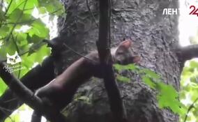 Акробаты в осеннем лесу: куница виртуозно охотится за белкой