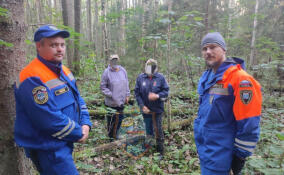 В лесу под Лугой заплутали две женщины