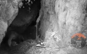 Хозяйственного чистюлю-барсука засняли в Приозерском районе