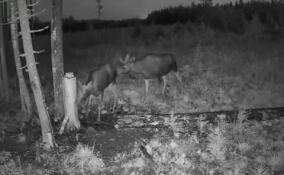 Водителей Ленобласти предупредили о возросшей опасности выхода лосей на дороги