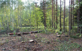 Двое мужчин заблудились в лесу у поселка Снетково