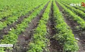 В фермерском хозяйстве в Гатчинском округе собирают урожай