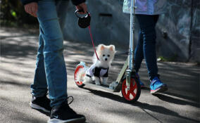 В реестр домашних животных Ленобласти внесено 80 тысяч собак