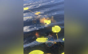 На озере в Лодейнопольском районе погиб рыбак