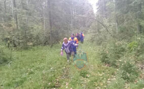 Из леса в Гатчинском районе вывели двух заплутавших грибников