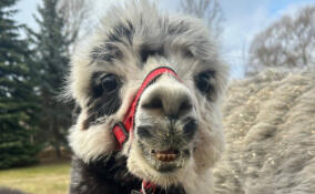 В Ленинградском зоопарка альпака Сайке отметила день рождения