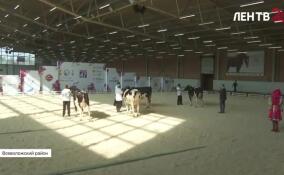 В Энколово стартовала выставка племенных животных «Белые ночи»