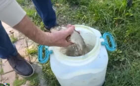 В пруд в поселке Куйвози запустили живую рыбу