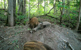 В Приозерском районе засняли спящую посреди леса кабаниху и ее детенышей