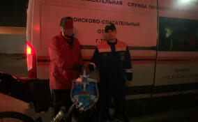 Спасатели помогли выйти из леса заблудившемуся под Гатчиной мужчине