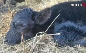 В «Приюте Белоснежки» пополнение