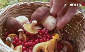 Грибники в соцсетях хвастаются результатами походов в леса Ленобласти