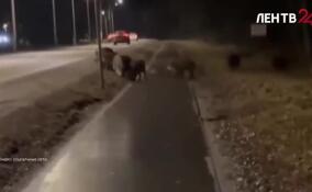 Минувшее лето запомнилось нашествием кабанов