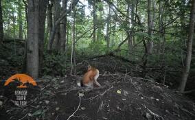 В Приозерском районе отважный лисенок решил отдохнуть в кроватке кабанихи