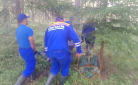 В лесу у озера Круглое в Ленобласти погиб мужчина