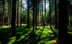 Из леса у Вырицы спасатели вывели женщину, которой стало плохо