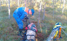 Из леса у Никольского эвакуировали пожилую женщину