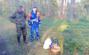 Грибник заплутал в чаще у деревни Ольховка