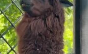 «Чудесные создания»: в Ленинградском зоопарке отметили Всемирный день альпак