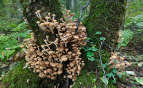 В лесах Ленобласти стартовал сезон ароматных осенних опят