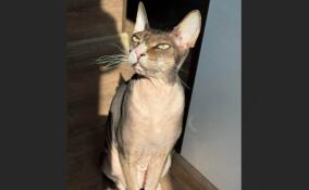 В Петербурге кот случайно включил плиту на кухне и устроил пожар