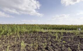 Голосование на выборах губернатора Ленобласти в зоне СВО впервые прошло с использованием БПЛА