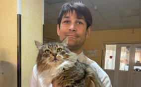 Кот Барсик принял участие в выборах губернатора Ленобласти