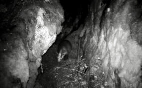 Нежданный гость облюбовал барсучью нору в Приозерском районе