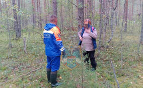 За сутки спасатели вывели двух пожилых людей из лесов Ленобласти