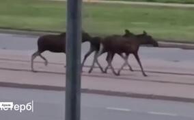 Как избежать столкновения с животными на дороге и что делать, если оно произошло. ЛенТВ24 объясняет