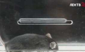 Мыши, мухи и растения вернутся на Землю из космоса 19 сентября