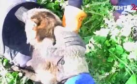 Раненую енотовидную собаку спасли в Гатчинском округе