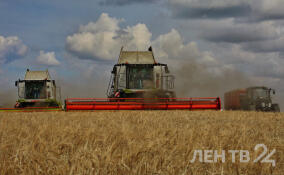 Ленинградские аграрии собрали уже более 120 тысяч тонн зерновых