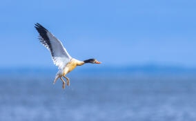 Краснокнижная пеганка попала в объектив камеры на Финском заливе