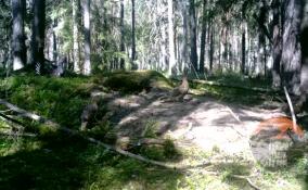 Во Всеволожском районе глухарь озадачил самок весенней брачной песней