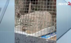 В Ленинградском зоопарке рассказали, как утепляется манул Шу