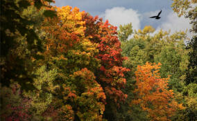 Синоптик рассказал, будет ли вторая волна «бабьего лета» в Петербурге