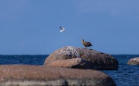 Краснокнижного орлана-белохвоста запечатлели на Финском заливе