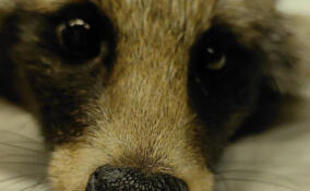 В центре «Сирин» спасают раненую енотовидную собаку