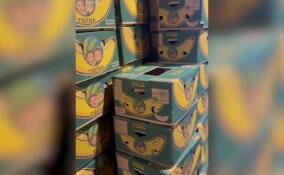 В Петербург ввезли 1,7 тонны кокаина в контейнере с бананами из Эквадора