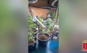 На участке в поселке Новинка нашли 19 мешков сухой конопли