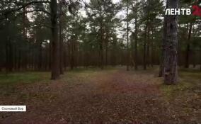 Как не потеряться в лесу?